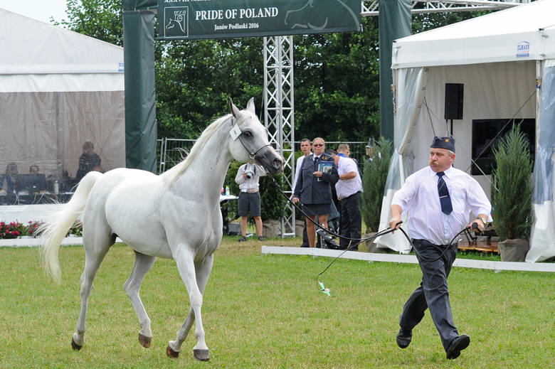 Doroczna aukcja koni arabskich Pride of Poland w Janowie Podlaskim była pierwszą od czasu przejęcia przez PiS rządów i lutowej wymiany szefostwa polskich stadnin.