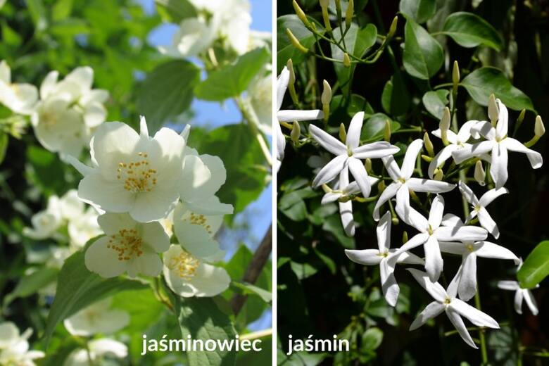 I jaśmin, i jaśminowiec mają najczęściej białe i pachnące kwiaty. Jednak to zupełnie różne rośliny.