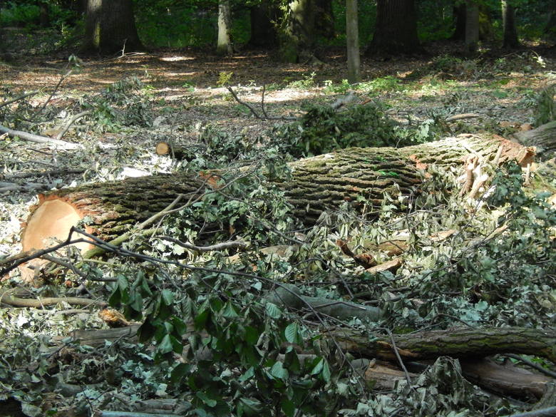 W lesie przy Mosznej nigdy nie wycięto tylu wiekowych drzew. Na razie to 6 dębów szypułkowych liczących ok. 200 lat. Wycinkę czekają jednak kolejne drzewa.