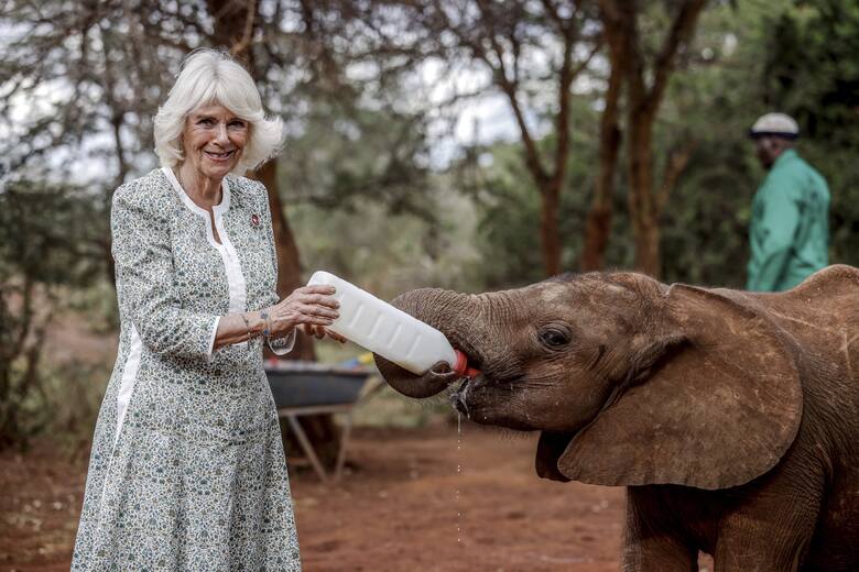 Kamila promieniała z radości karmiąc osieroconego słonia