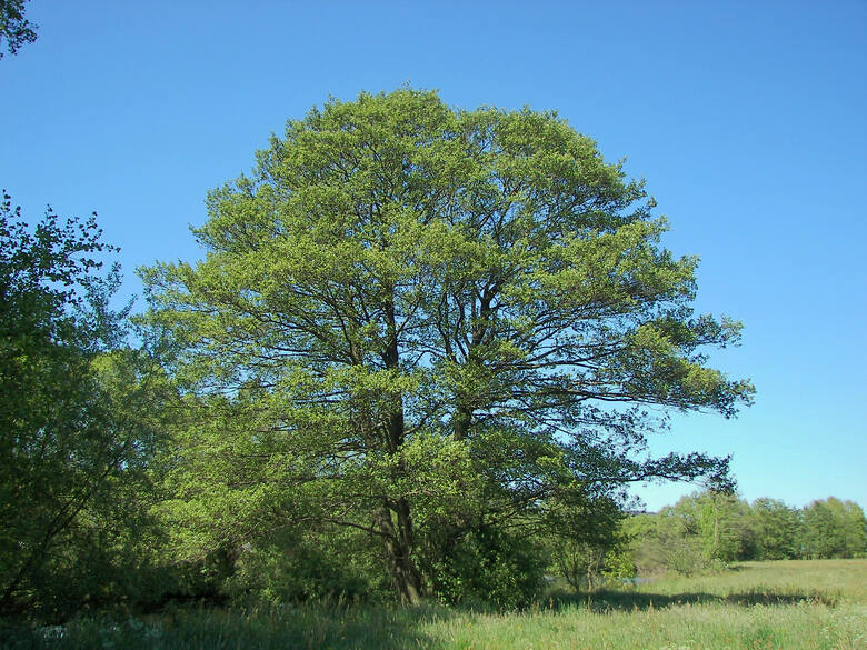 Olcha (olsza) należy do wczesnopylących drzew. Zakwita przed rozwinięciem liści. Zazwyczaj pyli w marcu. Jej pyłek powoduje katar alergiczny. Objawy