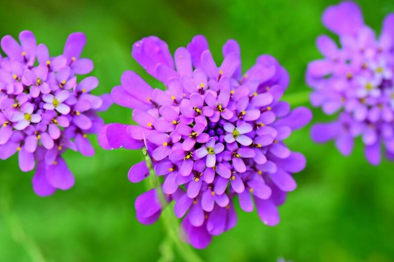 Ubiorek okółkowy ma najbardziej zróżnicowaną i wyrazistą gamę kolorów kwiatów.