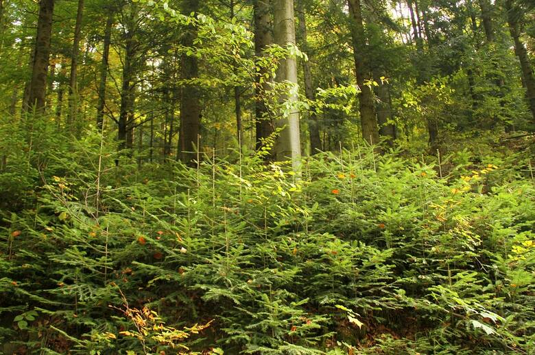 Mimo że drzewa są organizmami długowiecznymi, trwałość lasu jest nierozerwalnie związana z zastępowaniem starych drzew przez młode pokolenie.