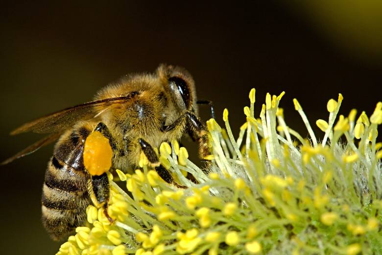 Lipa to prawdziwy skarbiec dla pszczół i innych owadów