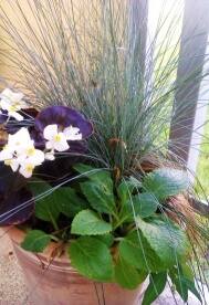 Kwiaty, trawy, pnącza – balkon Agnieszki