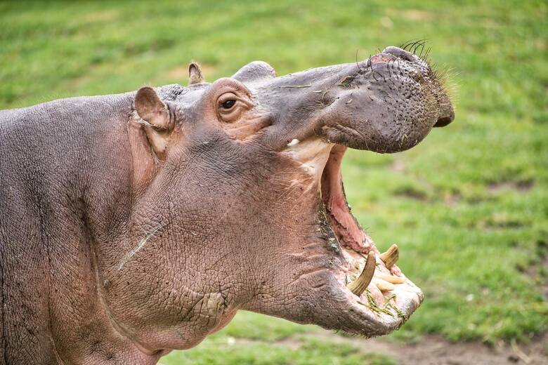 Hipopotam, z pozoru przyjemny wodny olbrzym, to niezwykle niebezpieczne zwierzę. Cechuje je agresywne zachowanie a także zaskakująca szybkość. W parę sekund potrafi rozpędzić się do 30 km/h. Człowiek właściwie nie ma szans na przeżycie takiego ataku. 