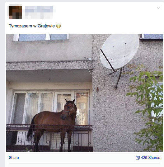 Koń na balkonie w Grajewie