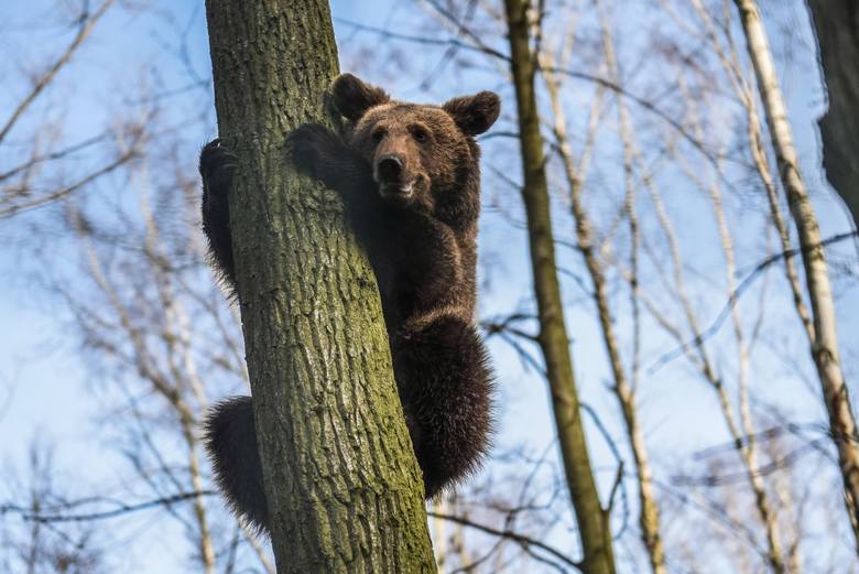 Cisna rośnie jak na drożdżach! Gdy trafiła do poznańskiego zoo ważyła zaledwie 7 kilogramów. Teraz niedźwiedzica ma nowy wybieg, gdzie dokazuje do woli z mastifem tybetańskim Barim. Z łatwością też wspina się na drzewa. Zobaczcie, jak wyrosła ulubienica pracowników i odwiedzających poznańskie...