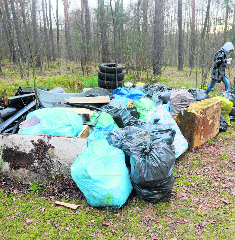 Znalezione przez nas składowisko śmieci w lesie na terenie Nadleśnictwa Sulechów było „podejrzanie” starannie posegregowane.
