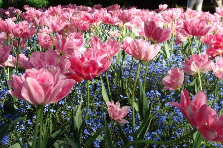 Połączenie np. tulipanów i niezapominajek wygląda bardzo efektownie. Równie ładnie prezentują się w towarzystwie bratków lub stokrotek.