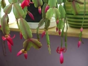 balkonkasten kunstpflanzen 12 Bündel 35cm Kunstblumen wie Echt Künstliche Blumen Lavendel Outdoor –  kunstblumenshop