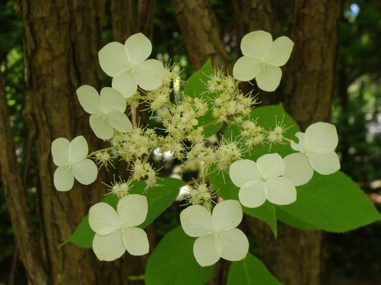Kwiatostany hortensji miękkowłosej i piłkowanej są do siebie podobne, ale miękkowłosa jest sporym krzewem o mocno drewniejących pędach.