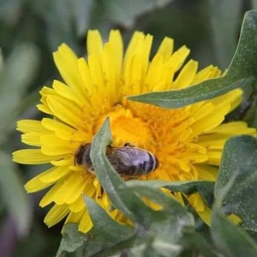 Ulubionym „przysmakiem” pszczół jest mniszek lekarski, popularnie zwany mleczem. Na zdjęciu pszczoła na uprawie mniszka w Sadkówce.