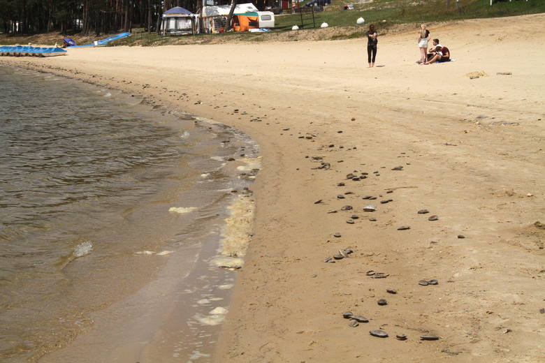 W poprzedni weekend na brzegu zalewu w Chańczy znalazły się setki padniętych małży. Okazało się, że na skutek skażenia wody enterokokami kałowymi. Wciąż