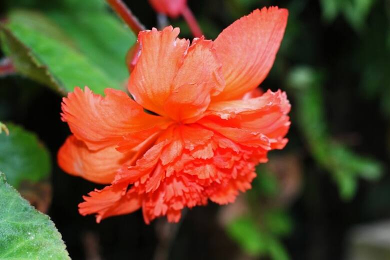 Begonie bulwiaste mają wiele odmian, najczęściej o pełnych kwiatach. Wśród nich wyróżniają się begonie kaskadowe, o zwisających pędach.