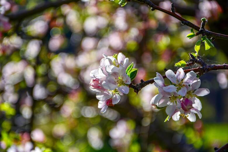 Kiedy sadzić drzewa owocowe wiosną? Nie dla wszystkich odpowiednia jest ta sama pora. Brzoskwinie, jabłonie, śliwy, morele