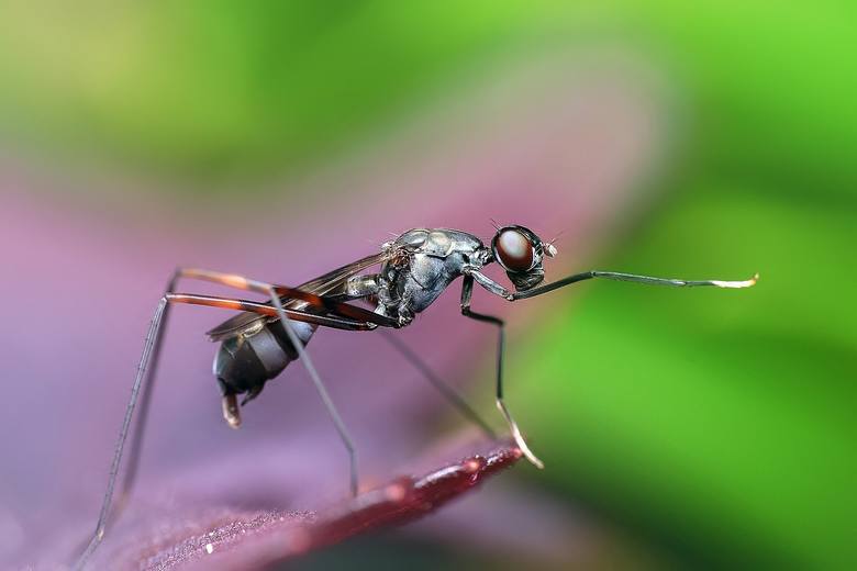 Zdenerwowana mrówka używa żądła w obronie własnej podobnie jak osa, pszczoła, szerszeń czy nawet nie agresywny trzmiel. Jedne mrówki gryzą i pryskają kwasem mrówkowym, co powoduje ból – to te czarne, formiki. Czerwone mrówki to wścieklice: żądlą i odchodzą. Mrówki, do których nie bez powodu...
