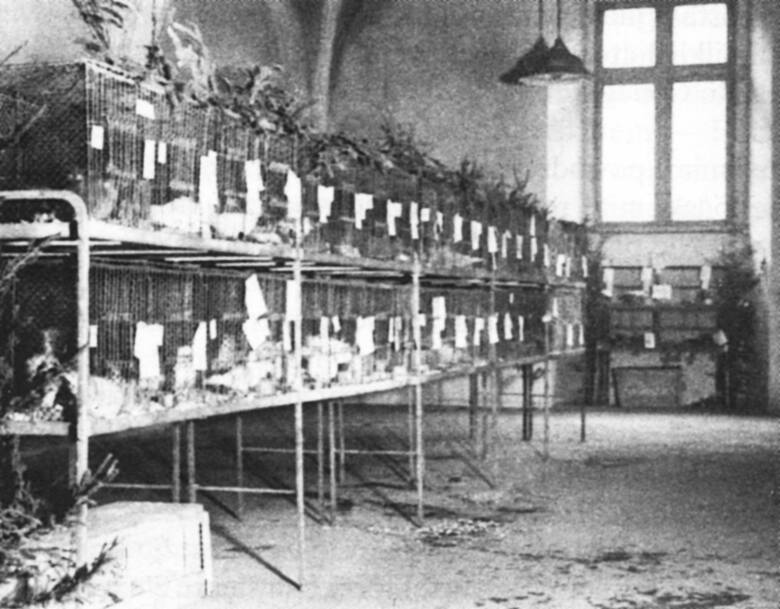 Wystawa gołębi, drobiu, królików i psów w Collegium Maius, luty 1946 r. / ze zbiorów TPSP.