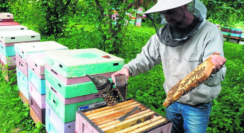 Żeby pszczoły były spokojne, przed wyciągnięciem z ula ramek, są one odymiane pachnącymi kłębami o zapachu tymianku