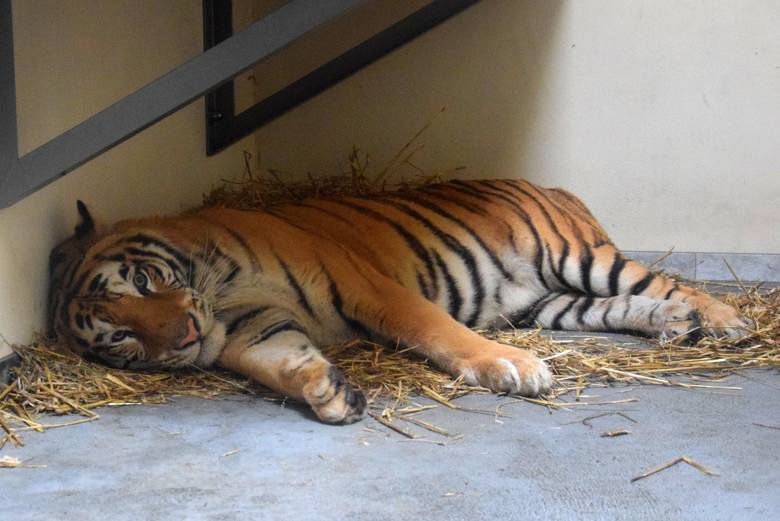 Zoo Poznań: Lada dzień pięć tygrysów z poznańskiego zoo opuści Poznań. Dwa najsłabsze, Kan i Gogh zostaną