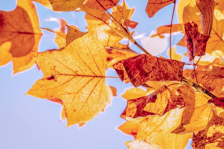 Pierwszy dzień jesieni 2019. Dni są wyraźnie coraz krótsze i zimniejsze, a to znak, że nadchodzi do nas szybkimi krokami jesień. Kolejna pora roku rozpocznie