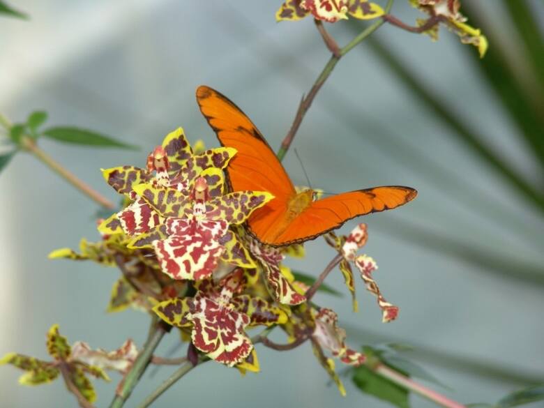 Polska nazwa storczyka oncidium to motylnik.
