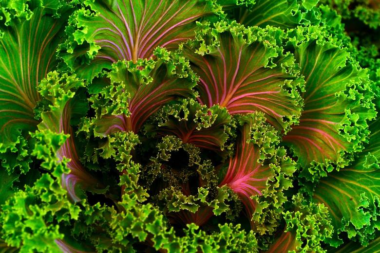 Jarmuż i inne warzywa liściaste należą do produktów najbogatszych w związki odżywcze, które są niezbędne do zachowania dobrego wzroku