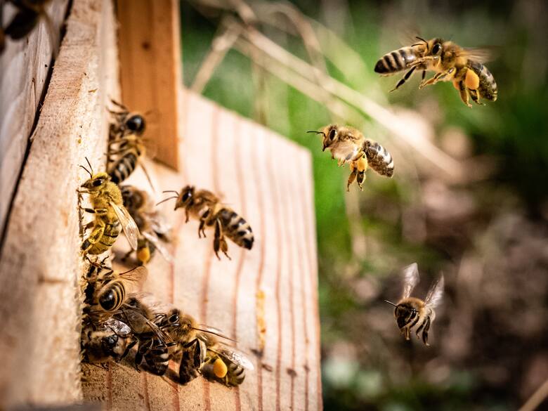 W pasiece z pełnym zaangażowaniem pracują zarówno pszczoły, jak ich opiekun - pszczelarz.