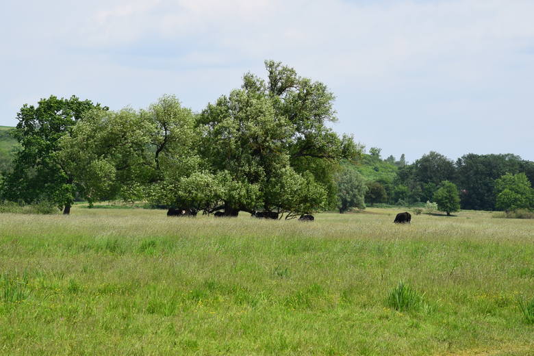 Krowy przebywają w rezerwacie o powierzchni aż 200 hektarów. Czasem trudno jest je zobaczyć. W tym tygodniu pilnowali ich m.in. Jarosław Nowak, Katarzyna Berdowska i Iwona Stępniewska.