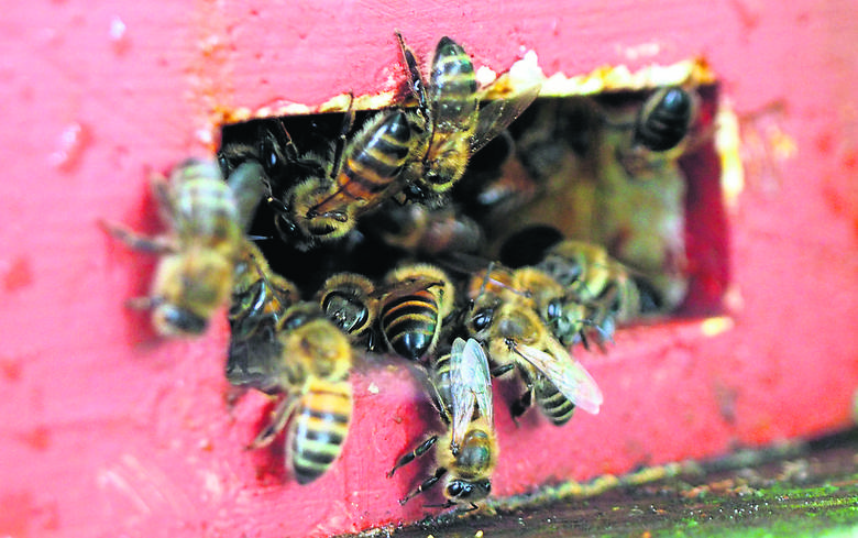 A to już pszczela rodzina w tzw. uliku weselnym. Uliki weselne są miniaturką ula produkcyjnego. Ich podstawowa rola ogranicza się do pozyskiwania matek naturalnie lub sztucznie unasienionych