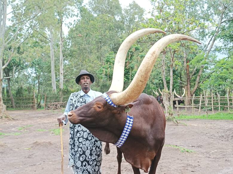 Krowa inyambo