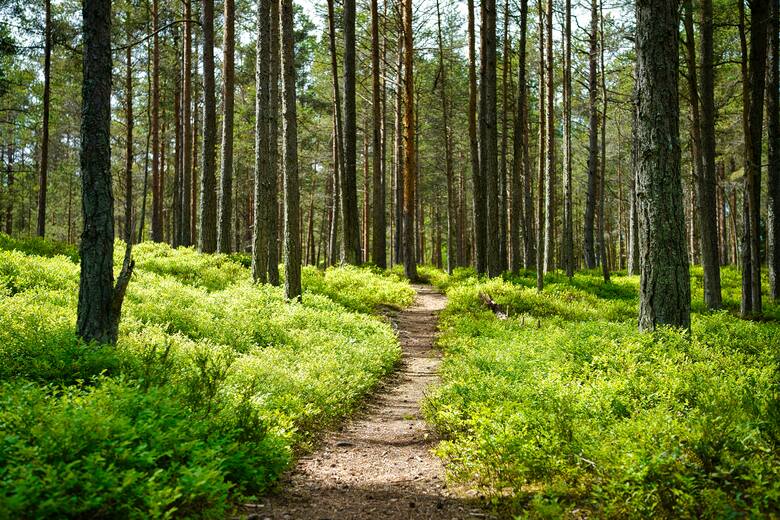 Lasy Państwowe tłumaczą, że leśnicy pozyskują drewno w granicach wyznaczonych przez standardy ekologicznej gospodarki, badania naukowe i 10-letnie plany