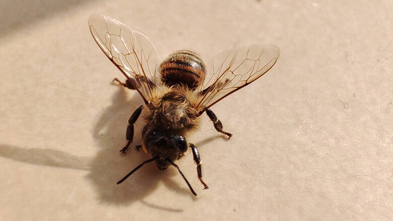 Na świecie znanych jest ponad 20 tys. gatunków pszczół, tak ważnych dla nas owadów,