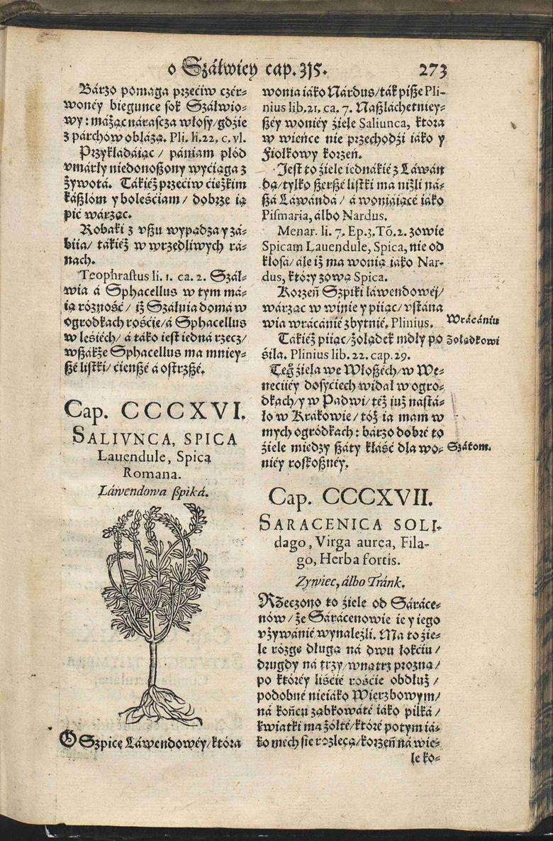 Tekst „Herbarza Polskiego” został opublikowany 22 lata po śmierci autora. Strona opisująca lawendową szpikę. 