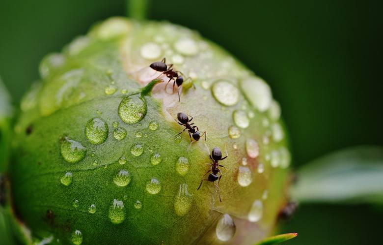 Większość owadziej biomasy stanowią mrówki ważące pojedynczo ok. 5 miligramów. Dane szacunkowe podawane przez naukowców mówią, że w jednym momencie na Ziemi żyje około 10 000 000 000 000 000 (słownie: dziesięć biliardów) mrówek.