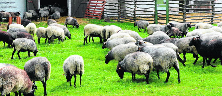 Na pełen etat w Owczarach zatrudnionych jest 250 owiec, konik polski i kozy na dokładkę...