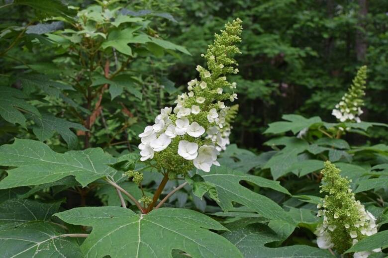 Hortensja dębolistna ma stożkowate kwiatostany (bardziej wydłużone niż bukietowa) i mocno powcinane, duże liście.