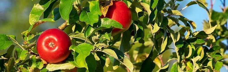 Wczesnowiosenne cięcie jabłoni i grusz - wskazówki