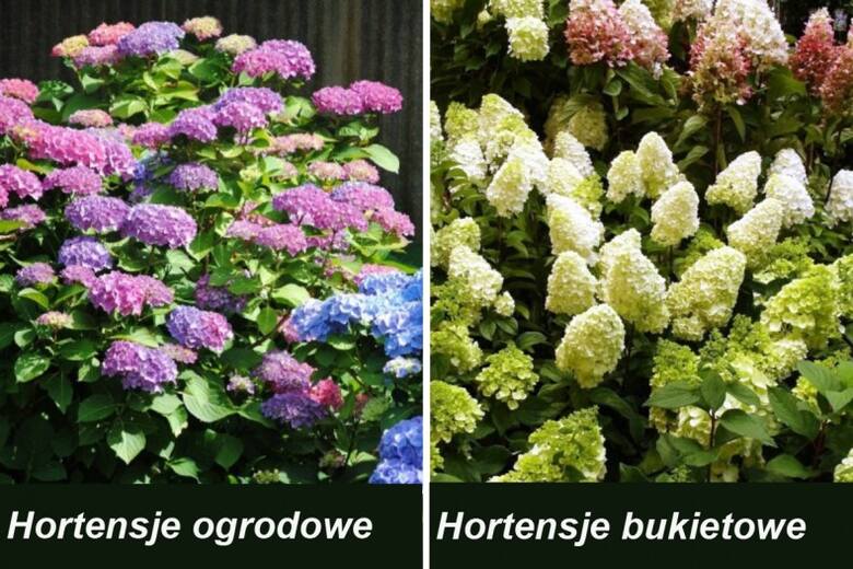 Hortensje ogrodowe mają kuliste kwiatostany w różnych kolorach, hortensje bukietowe - kwiatostany stożkowate o bardziej ograniczonych barwach (białe,