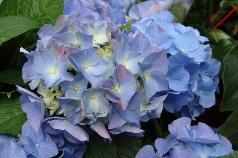 Niebieskie kwiaty tworzą nastrój spokoju.