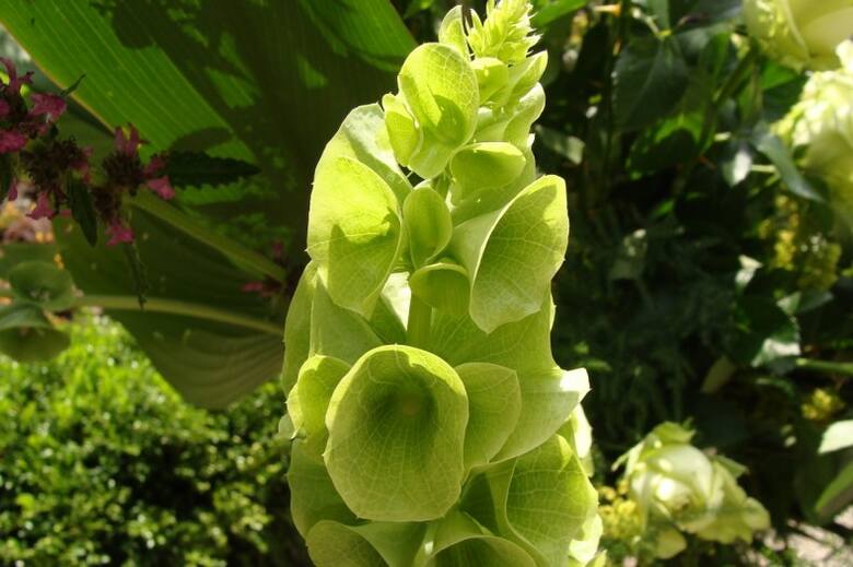 Dzwonki irlandzkie to jedne z nielicznych roślin, które mają zielona kwiatostany.
