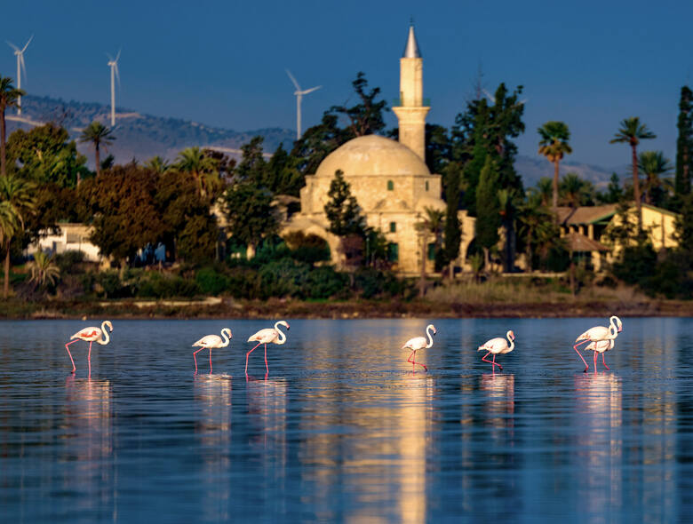 Flamingi na Cyprze