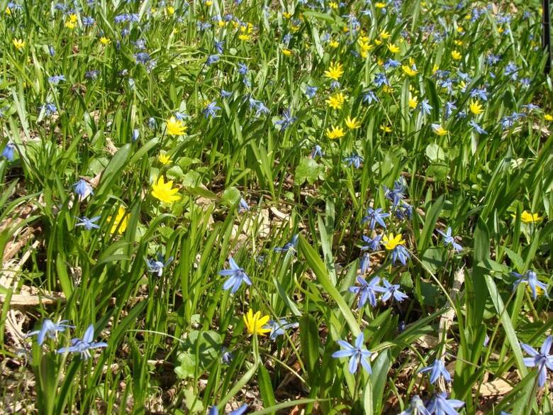 Trawnik, upstrzony niebieskimi cebulicami i żółtymi kwiatami ziarnopłonu.