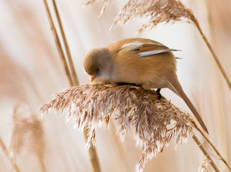 Rafał Kulisz robi fenomenalne zdjęcia ptaków. Jaką ma receptę na udane fotki? [ZDJĘCIA]