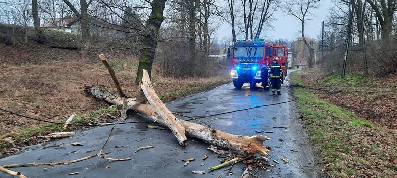Powalone przez wichurę drzewo zablokowało drogę powiatową pomiędzy Uniejowicami a Złotoryją