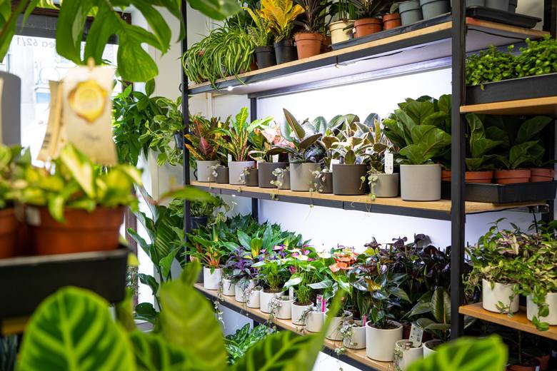 5 sposobów na to, aby Twoje rośliny szybko rosły - poradnik tworzenia domowej dżungli od podstaw