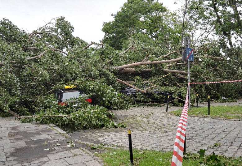 Drzewo przewrócone przy ul. Lubuskiej
