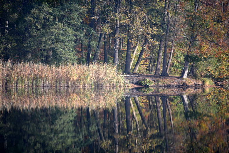 Jezioro Liny między Kargową a Babimostem - październik 2019 