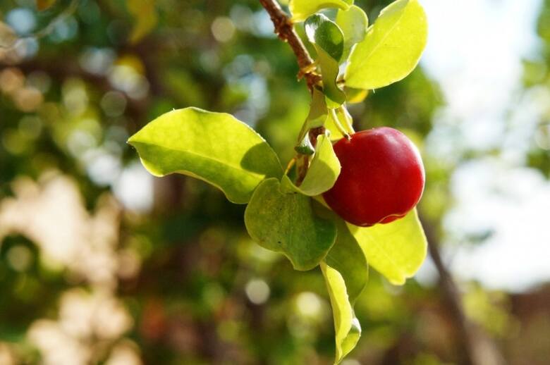 Acerola to owoce malpigii granatolistnej - drzewka rosnącego w ciepłych regionach Ameryki. Jest także nazywana "wiśnią z Barbados"