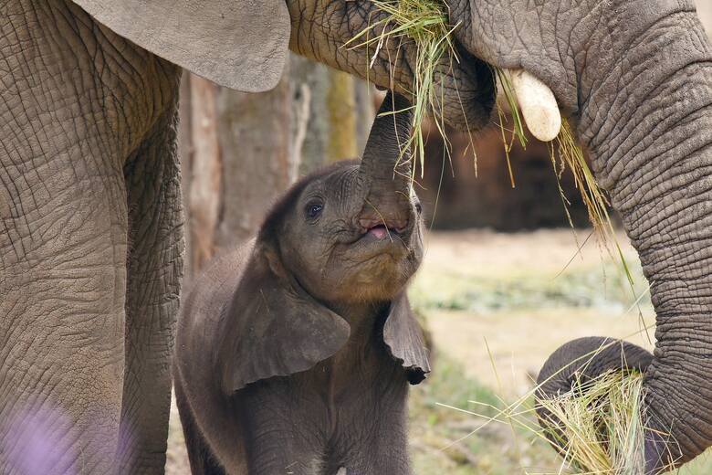 Słonie żyją w grupach rodzinnych i dożywają sędziwej starości. Umierają w wieku 70 lat - zwykle dlatego, że tracą wszystkie z i tak nielicznych zębów